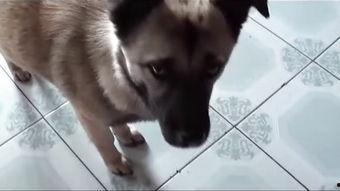 人狗交视频,温馨治愈的友谊瞬间