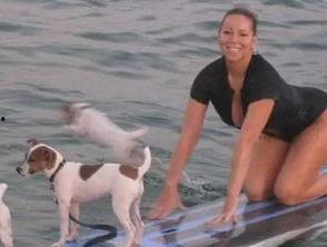 娱乐吃瓜君狗狗,揭秘娱乐圈宠物的趣味生活